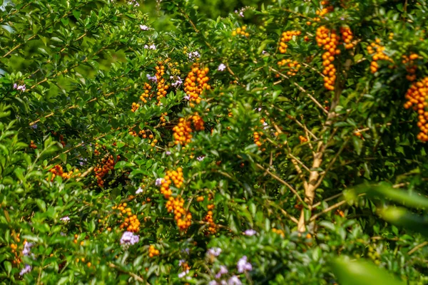 Golden Drewdrop Plant Bearing Fruit Small Orange Color Fruit Gathered — Φωτογραφία Αρχείου