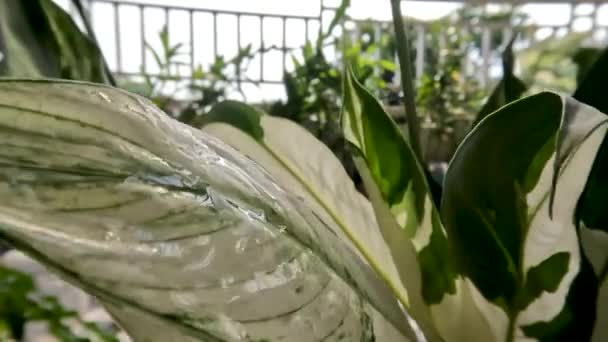 Leaves Chinese Evergreen Ornamental Plants Exposed Water Droplets Normal Speed — Vídeo de Stock