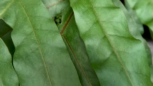 Leaves Fern Plant Monarch Fern Phymatosorus Scolopendria Sway Wind Growing — Vídeo de Stock