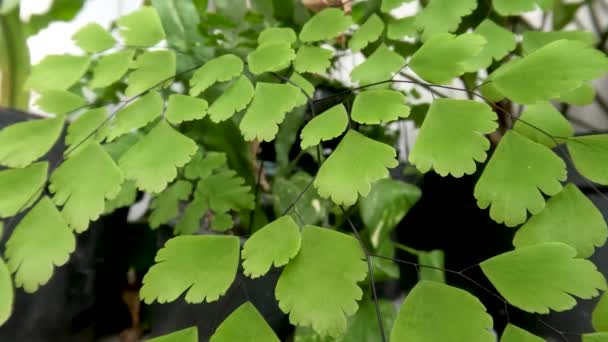 Leaves Fern Plants Suplir Species Sway Wind Growing Pots Humid — Video Stock