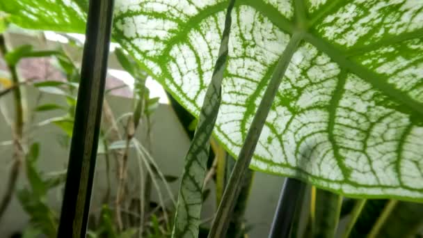 Taro Plant Leaves Have Unique Colour Combination Green White Swaying — Vídeo de Stock
