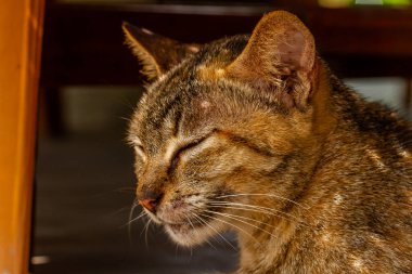 Kapatın. Uyuyan ve tembelce oturan bir kedi, Müslüman toplumunda popüler olan bir evcil hayvan.