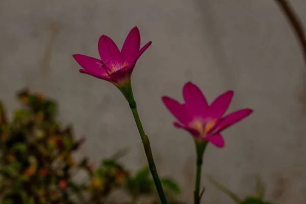 Rosa Regenlilie Pflanze Blüht Mit Rosa Und Weißen Blütenblättern Verschwommenes — Stockfoto
