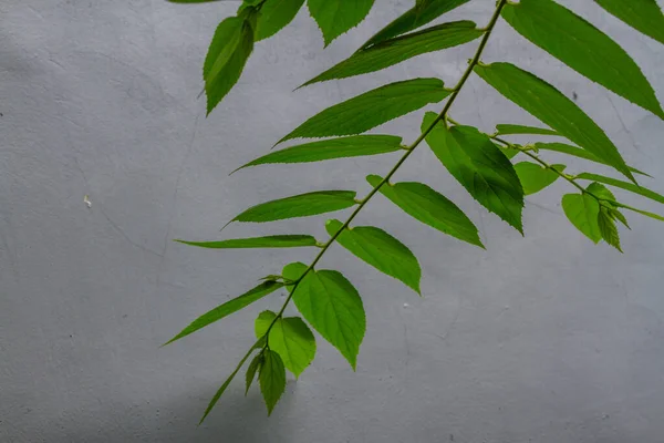 Close Green Cherry Leaves Heart Shape Jagged Leaf Edges Slightly — Φωτογραφία Αρχείου