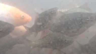 The view in the murky waters of the pond to keep the nilem fish or Osteochilus vittatus, a lot of organic material dissolved in the water