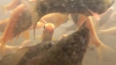 The view in the murky waters of the pond to keep the nilem fish or Osteochilus vittatus, a lot of organic material dissolved in the water