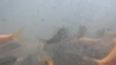 Göletin bulanık sularındaki manzara, nilem balığını veya Osteochilus vittatusunu tutmak için, suda çözünmüş bir sürü organik madde.