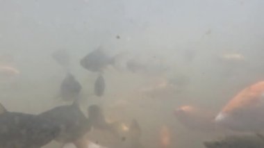 The view in a murky water pond containing nilem fish or Osteochilus vittatus and koi fish, a lot of organic material dissolved in the water