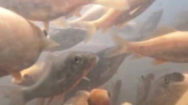 Gölün bulanık sularındaki manzara, nilem balığını veya Osteochilus vittatus ve koi balığını tutmak için, suda çözünmüş bir sürü organik madde.