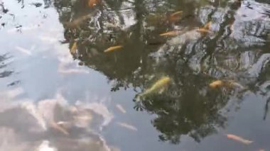 The surface of the pond containing nilem fish or Osteochilus vittatus and koi fish, the surface of the pond reflects the trees and the sky