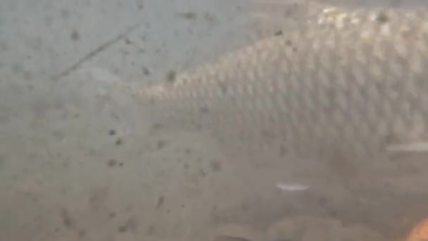 View Murky Water Pond Containing Nilem Fish Osteochilus Vittatus Koi — Vídeos de Stock