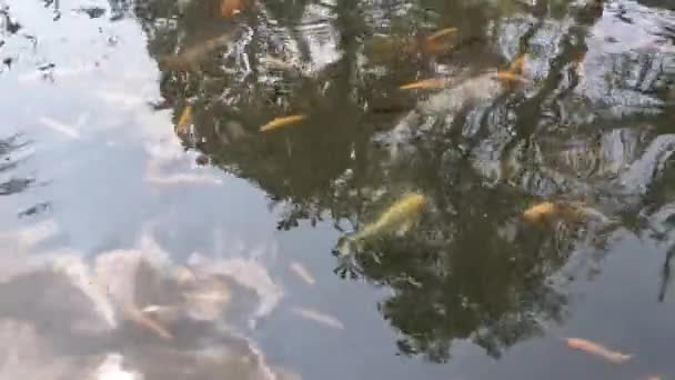 Surface Pond Containing Nilem Fish Osteochilus Vittatus Koi Fish Surface — Video Stock