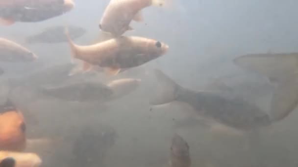 View Murky Waters Pond Keep Nilem Fish Osteochilus Vittatus Koi — Video Stock