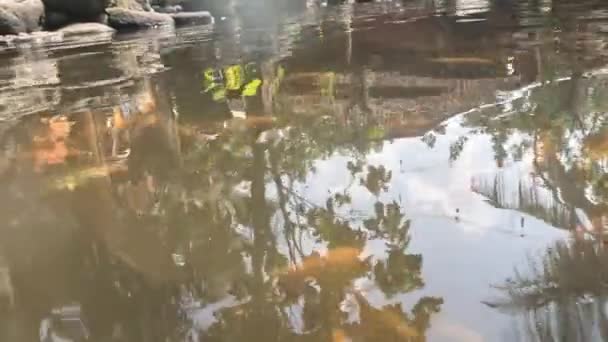 View Murky Waters Pond Keep Nilem Fish Osteochilus Vittatus Lot — Video