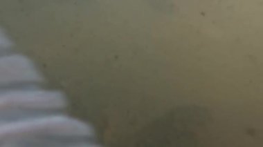 Gölün bulanık sularındaki manzara, nilem balığı ya da Osteochilus vittatus ve koi balığını tutmak için, suda birçok organik madde çözünür.