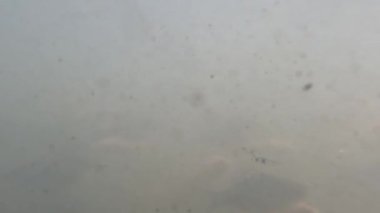 The view in the murky waters of the pond to keep nilem fish or Osteochilus vittatus