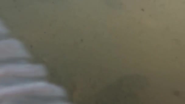 Gölün Bulanık Sularındaki Manzara Nilem Balığı Osteochilus Vittatus Koi Balığını — Stok video