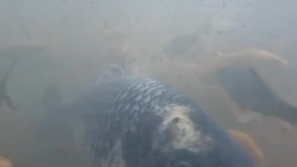 View Murky Waters Pond Keep Nilem Fish Osteochilus Vittatus Koi — Vídeos de Stock