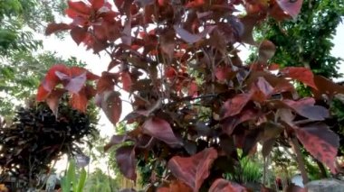 Copper leaf ornamental plant with a combination of orange and brown color, the leaves swaying in the wind