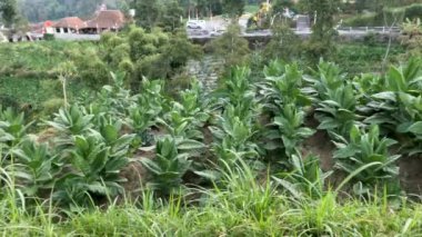View of fields in the highlands planted with tobacco plants, village background and community activities in rural areas
