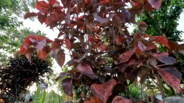 Copper Leaf Ornamental Plant Combination Orange Brown Color Leaves Swaying — Vídeos de Stock