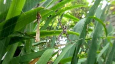 A spider is waiting for prey in its web, hanging on a yellow iris leaf