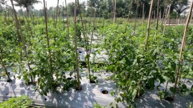 Tomato plants raised in farmers' fields, traditional food crop cultivation in rural areas