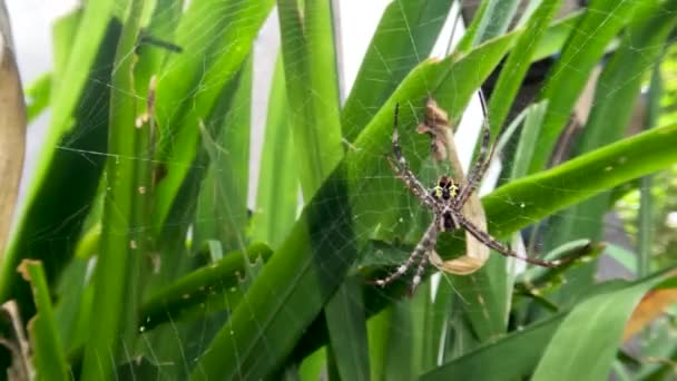 Spider Waiting Prey Its Web Hanging Yellow Iris Leaf — Stok video