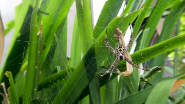 Spider Waiting Prey Its Web Hanging Yellow Iris Leaf — Stock videók
