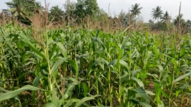 Fields of young corn plants with fresh green leaves, traditional food crop cultivation