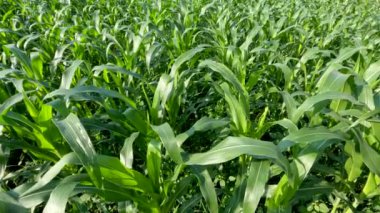 Fields of young corn plants with fresh green leaves, traditional food crop cultivation