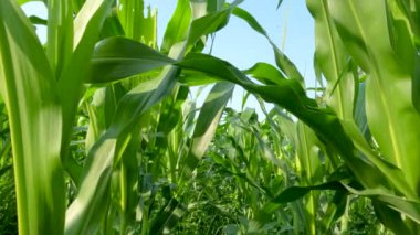 Fields of young corn plants with fresh green leaves, traditional food crop cultivation