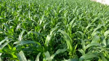 Fields of young corn plants with fresh green leaves, traditional food crop cultivation