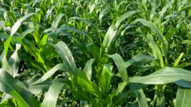 Fields of young corn plants with fresh green leaves, traditional food crop cultivation