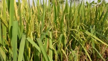 Close up of rice grains in rice fields that are quite old waiting for time to be harvested, traditional food crop cultivation in rural areas