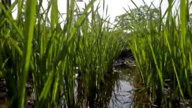 Rice plants in rice fields that are still small in their period of growing fresh green leaves, traditional food crop cultivation in rural areas