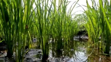 Rice plants in rice fields that are still small in their period of growing fresh green leaves, traditional food crop cultivation in rural areas
