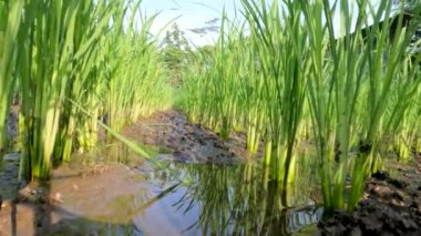 Rice plants in rice fields that are still small in their period of growing fresh green leaves, traditional food crop cultivation in rural areas