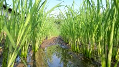 Rice plants in rice fields that are still small in their period of growing fresh green leaves, traditional food crop cultivation in rural areas