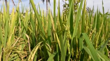 Close up of rice grains in rice fields that are quite old waiting for time to be harvested, traditional food crop cultivation in rural areas