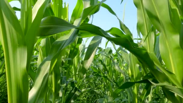 Fields Young Corn Plants Fresh Green Leaves Traditional Food Crop — Stok video