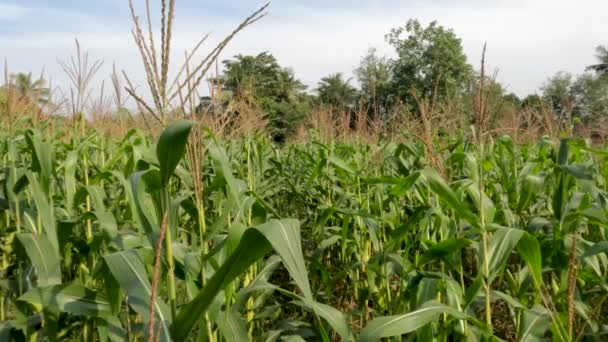 Fields Young Corn Plants Fresh Green Leaves Traditional Food Crop — 비디오