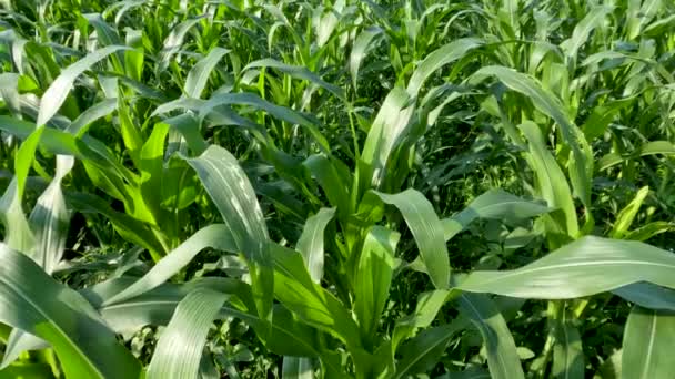 Fields Young Corn Plants Fresh Green Leaves Traditional Food Crop — 비디오