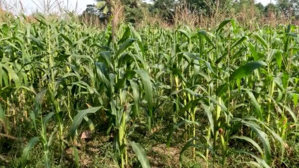 Fields Young Corn Plants Fresh Green Leaves Traditional Food Crop — Vídeo de stock