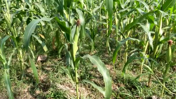 Fields Young Corn Plants Fresh Green Leaves Traditional Food Crop — Vídeo de Stock