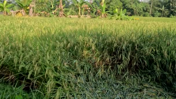 Rice Plants Rice Fields Quite Old Still Green Ready Harvest — Vídeo de Stock