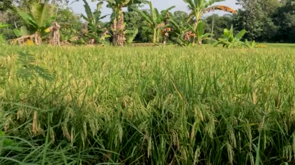 Rice Plants Rice Fields Quite Old Still Green Ready Harvest — Vídeo de Stock