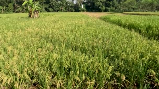 Rice Plants Rice Fields Quite Old Still Green Ready Harvest — Video