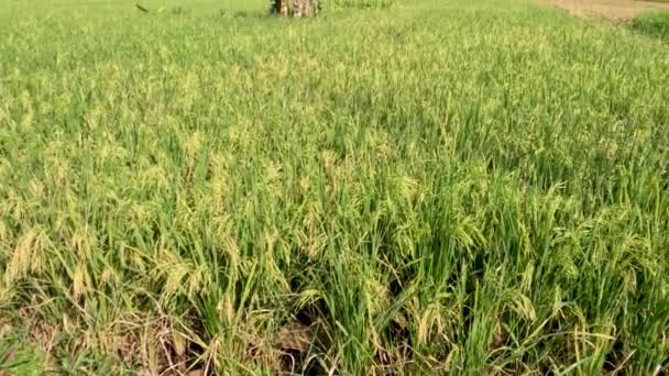 Rice Plants Rice Fields Quite Old Still Green Ready Harvest — 图库视频影像