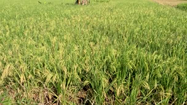 Rice Plants Rice Fields Quite Old Still Green Ready Harvest — ストック動画